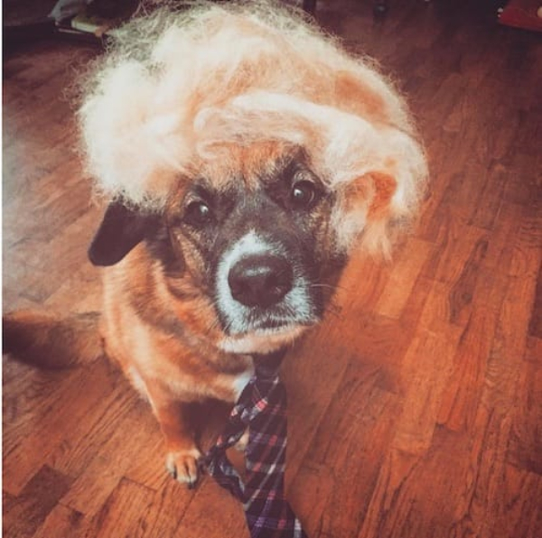 trump hair dog 1